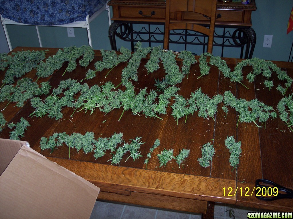 2009 Winter Harvest