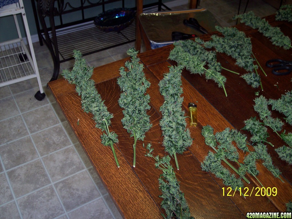 2009 Winter Harvest