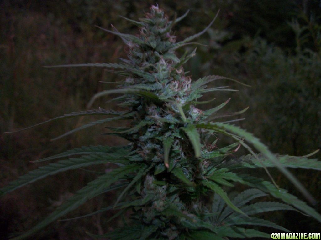 2010 Outdoor Grow