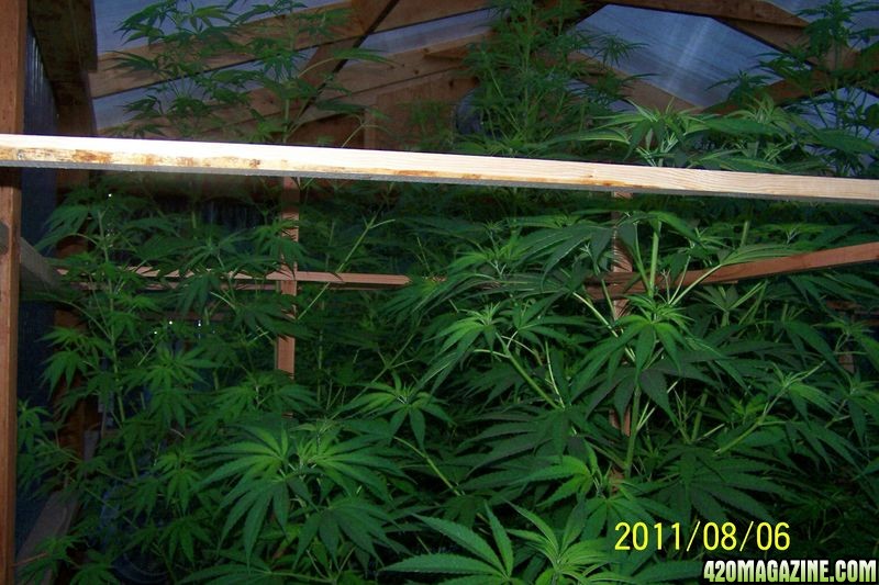 2011 GREEN HOUSE MEDS 14ft in middle