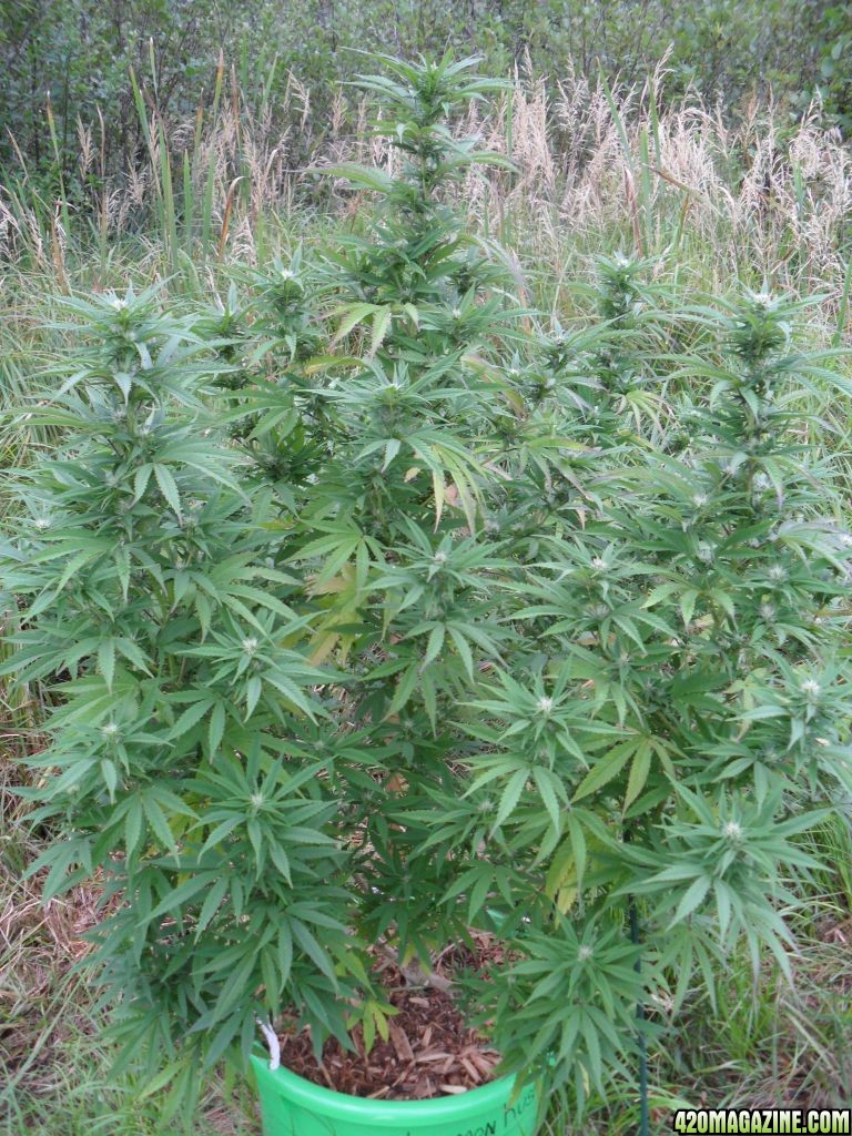 2011 Organic Outdoor Grow - Lemon Kush