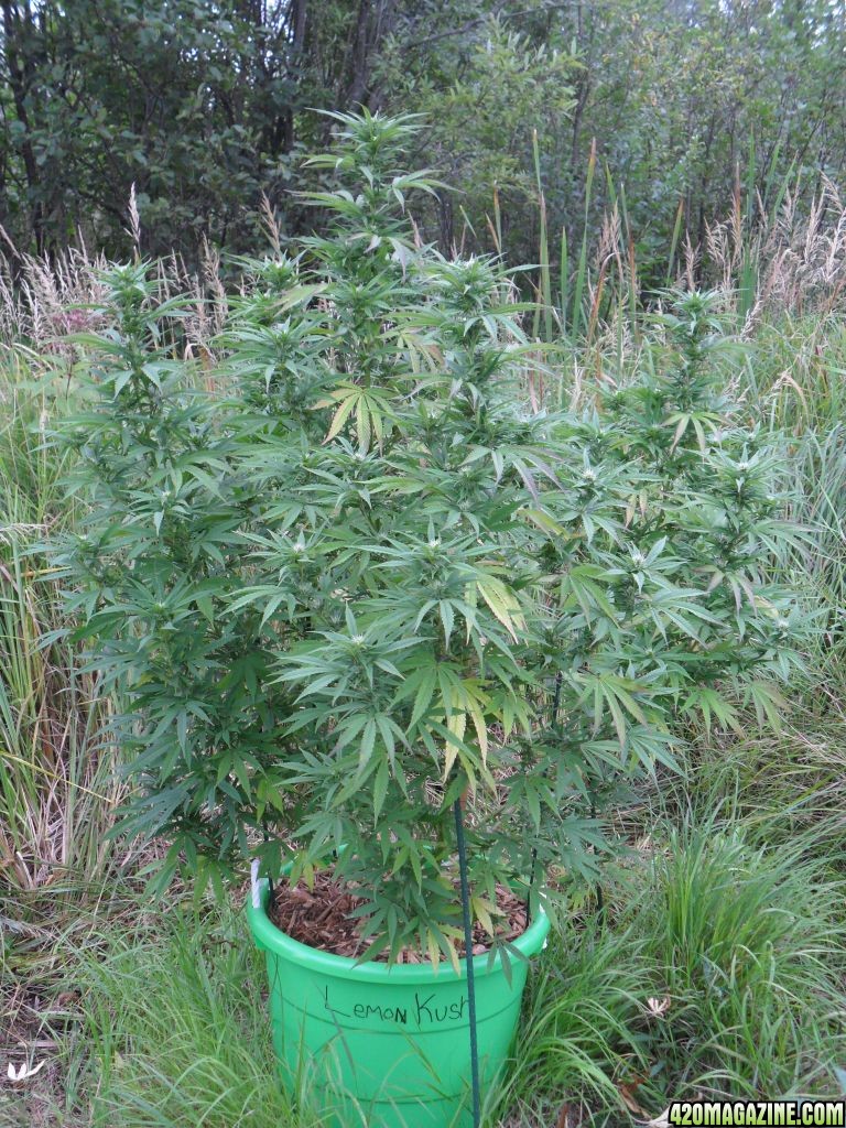 2011 Organic Outdoor Grow - Lemon Kush