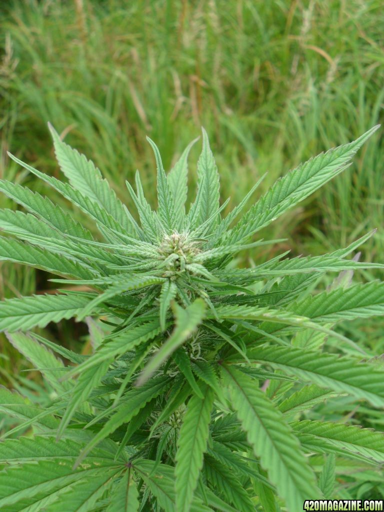 2011 Organic Outdoor Grow - Lemon Kush