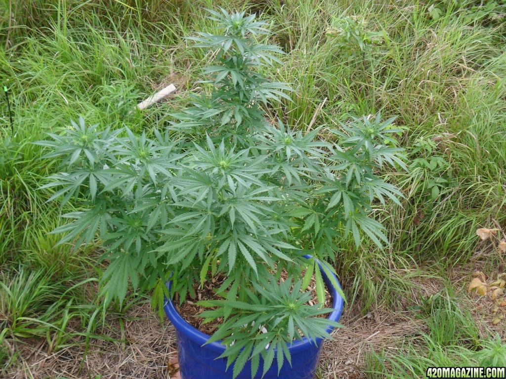 2011 Organic Outdoor Grow - Northern Lights