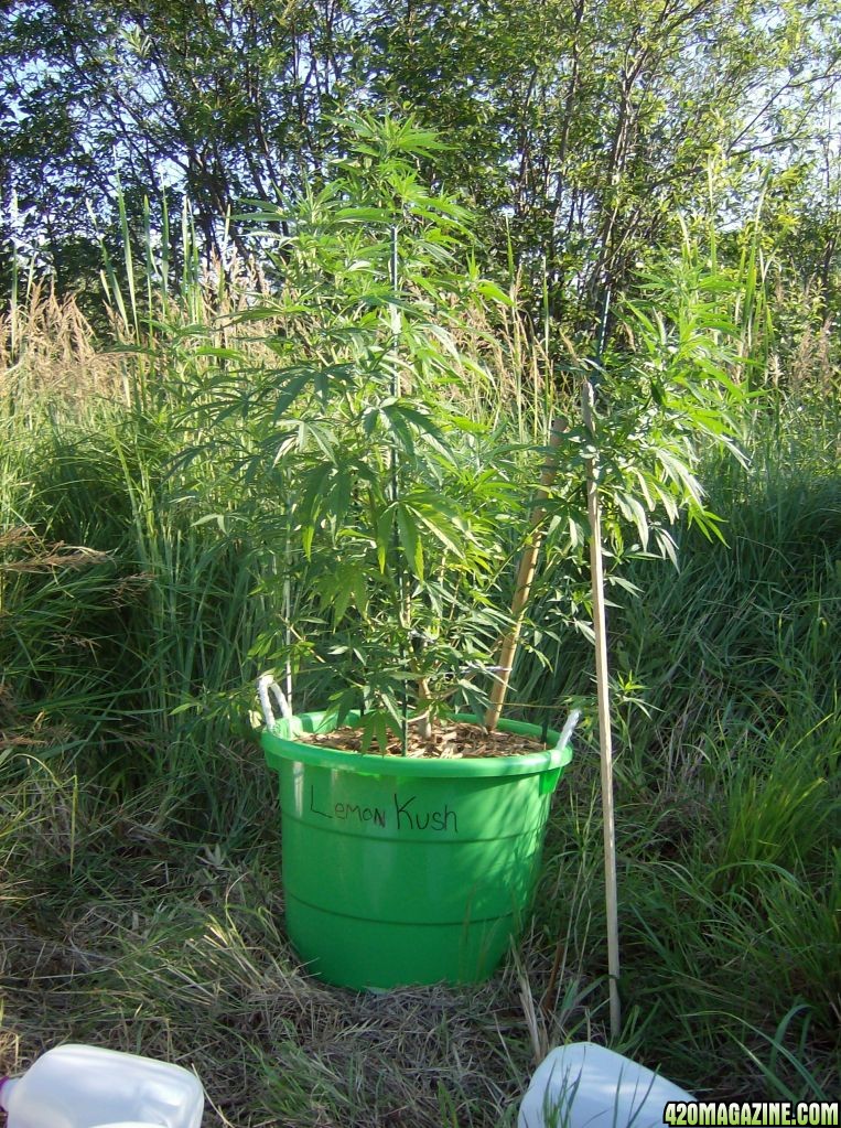 2011 Organic Outdoor Grow