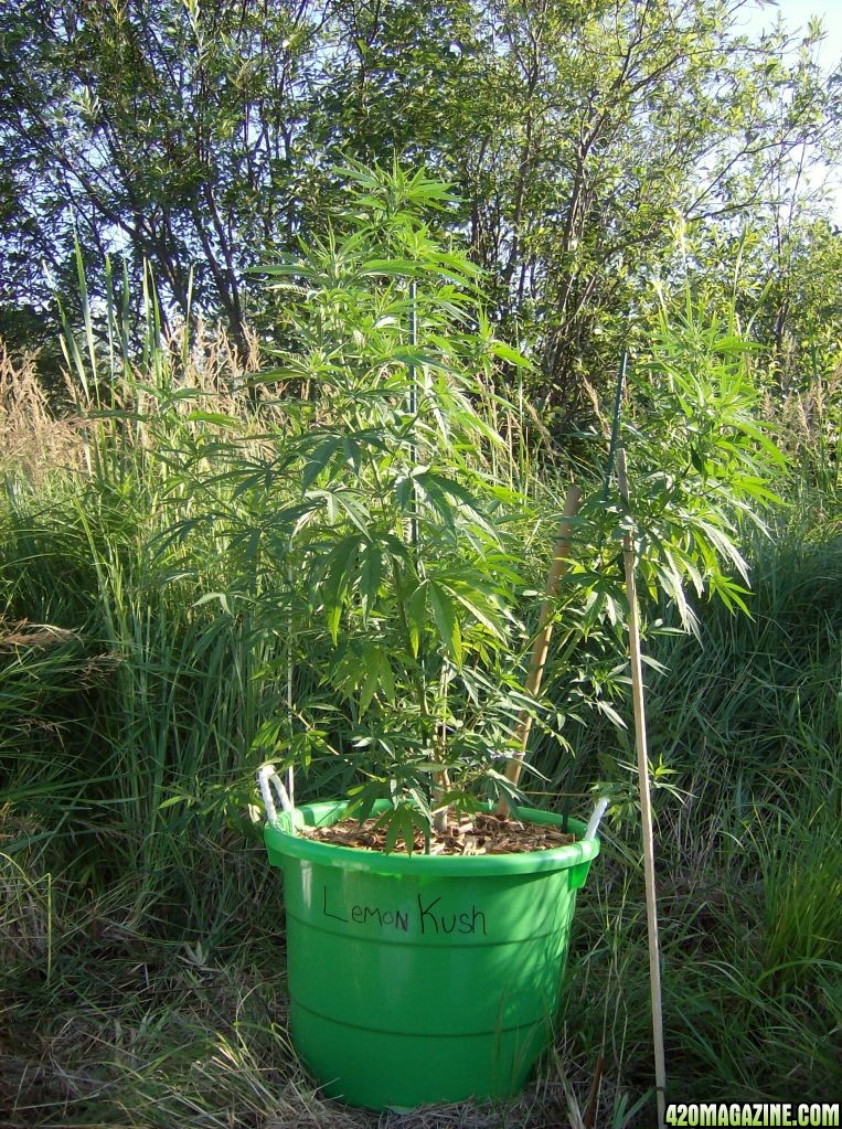 2011 Organic Outdoor Grow