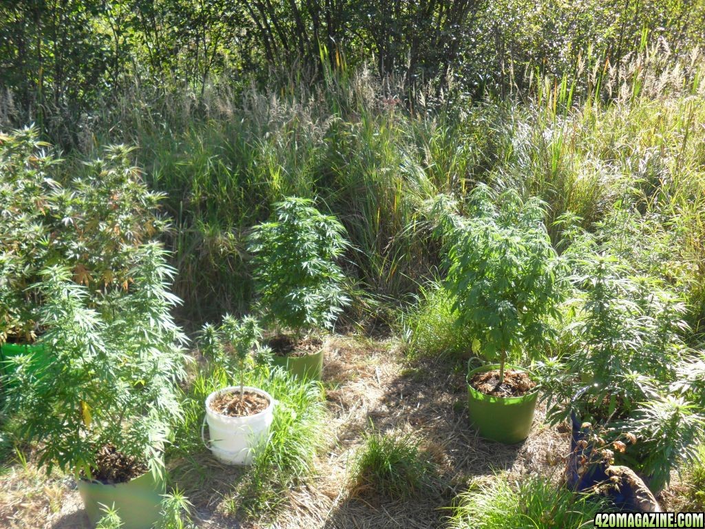 2011 Organic Outdoor Grow