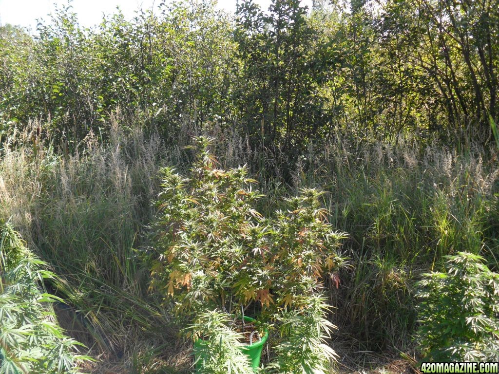 2011 Organic Outdoor Grow