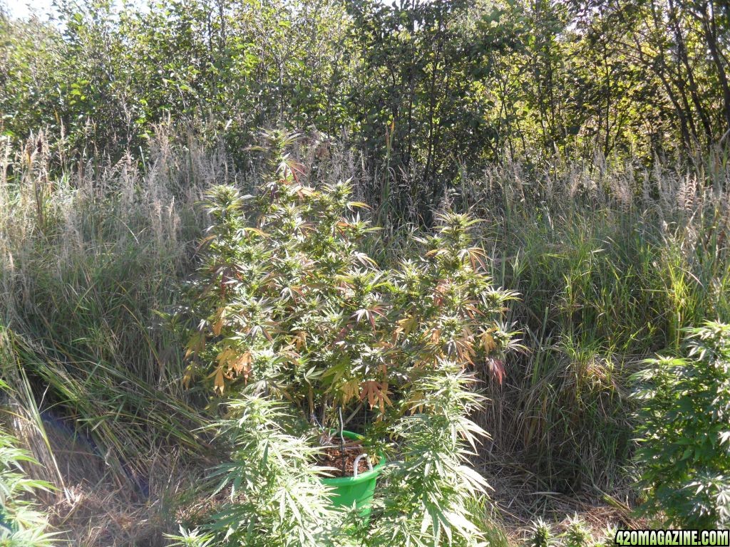 2011 Organic Outdoor Grow