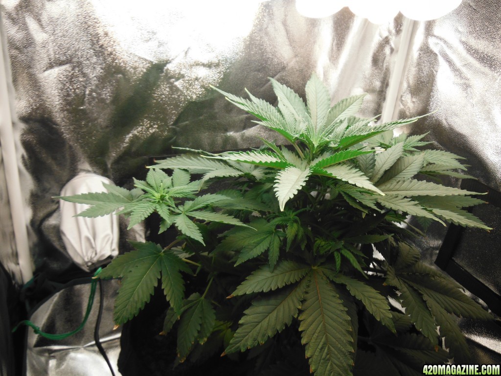 20115 nl grow