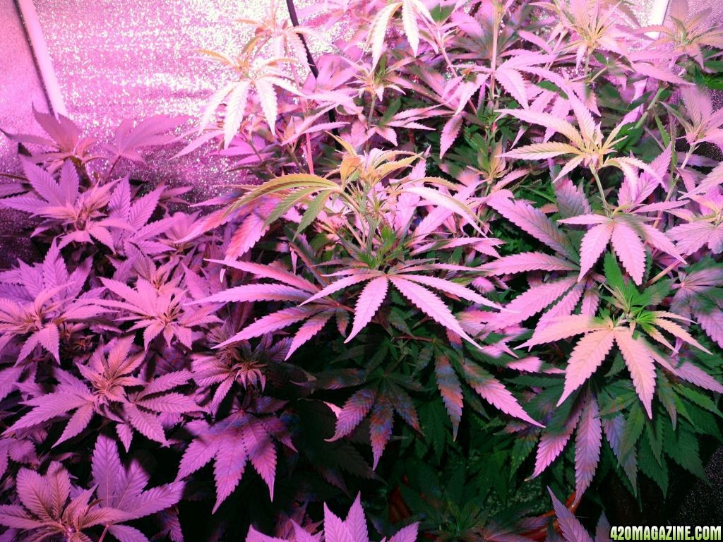 2012-03-29grow1_1