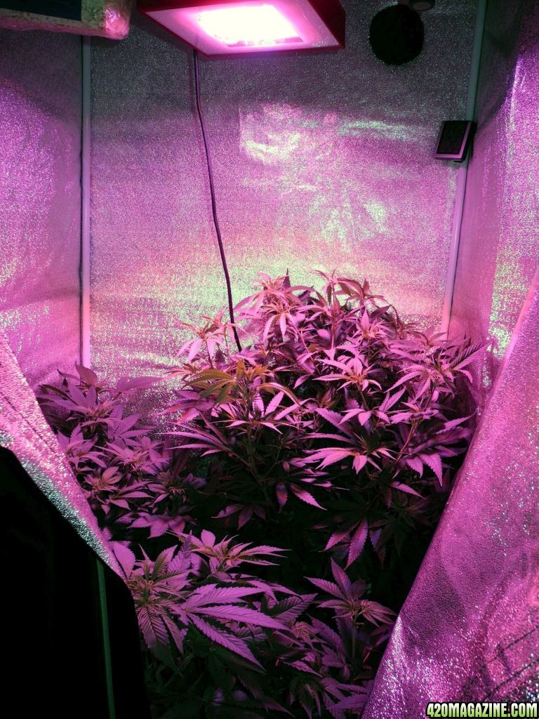 2012-03-29grow1_5