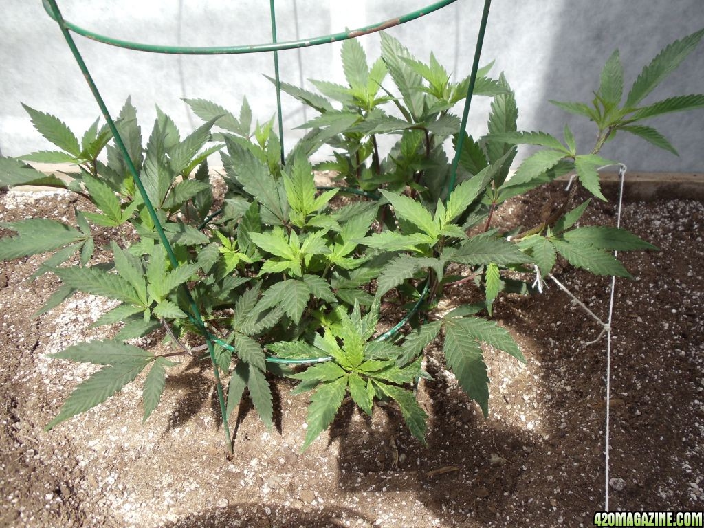 2012 greenhouse grow