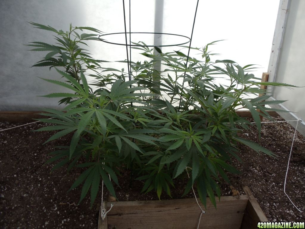 2012 greenhouse grow