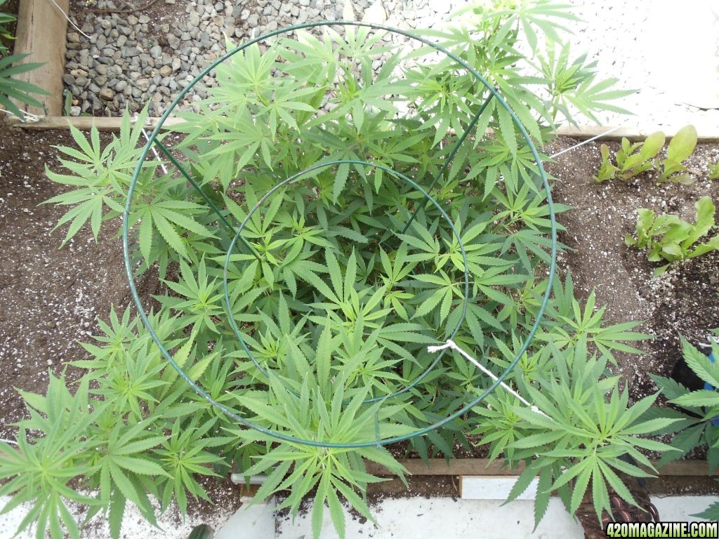 2012 greenhouse grow