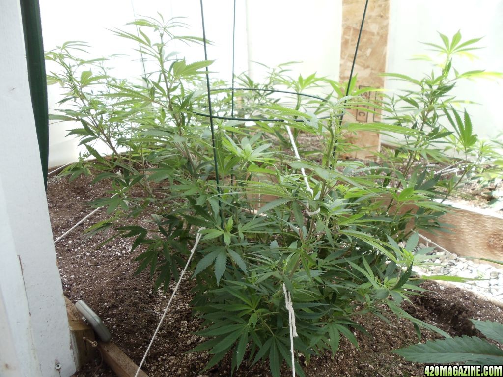 2012 greenhouse grow