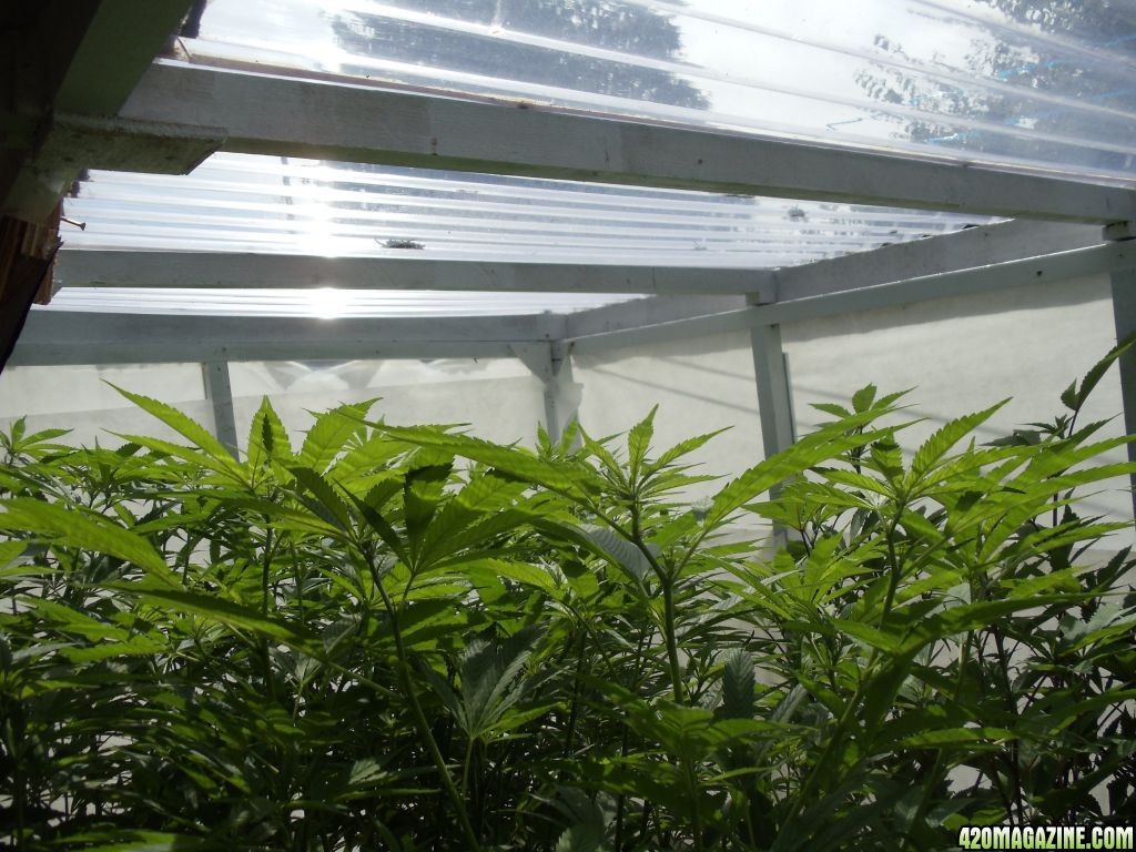 2012 lst gh grow