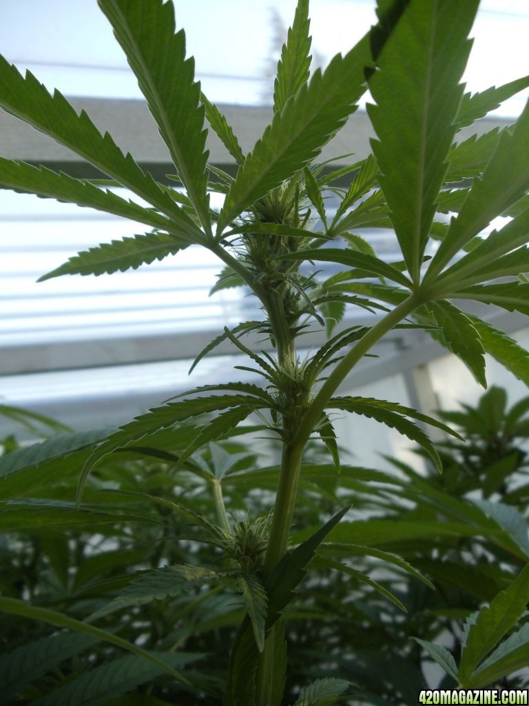 2012 LST GH grow