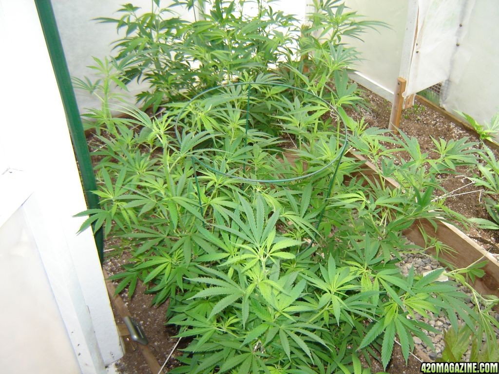 2012 LST greenhouse grow