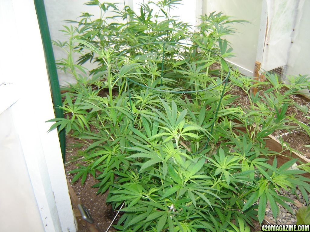 2012 LST greenhouse grow