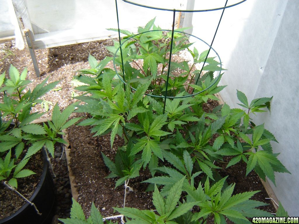 2012 LST greenhouse grow