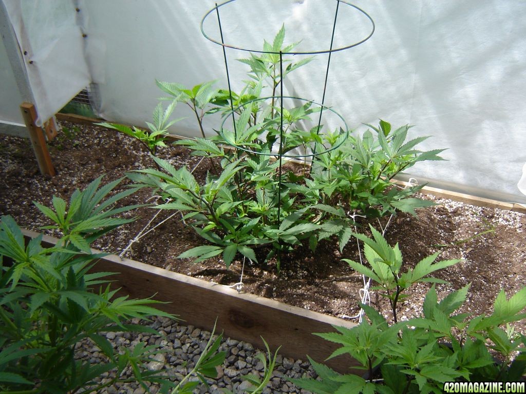 2012 LST greenhouse grow