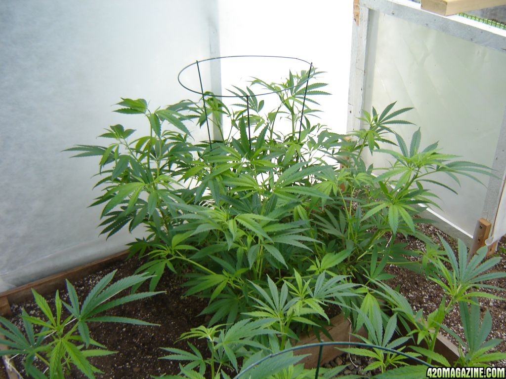 2012 LST greenhouse grow