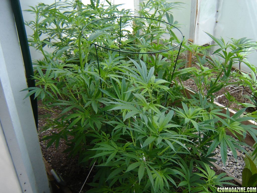 2012 LST greenhouse grow