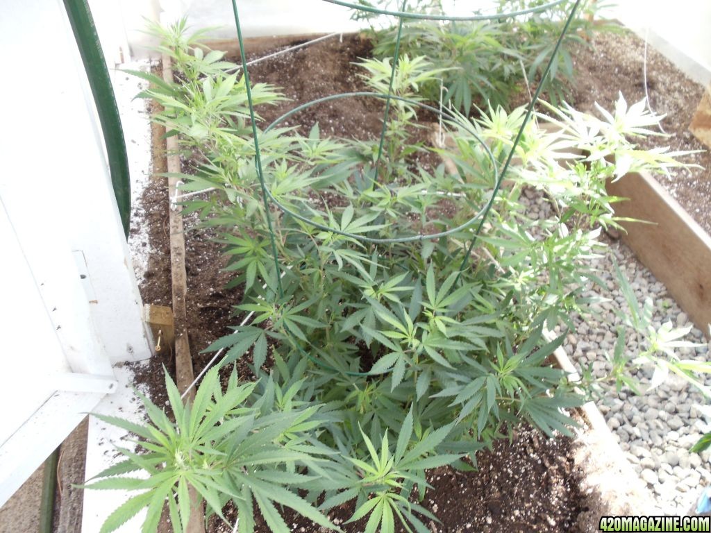 2012 outdoor greenhouse grow