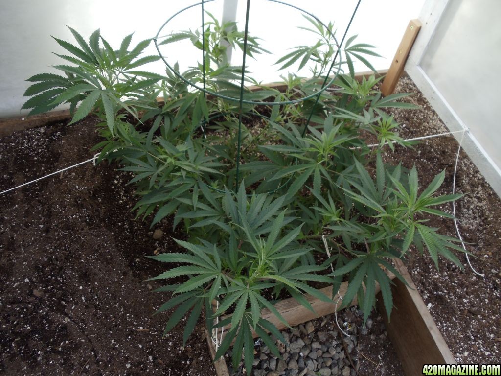 2012 outdoor greenhouse grow