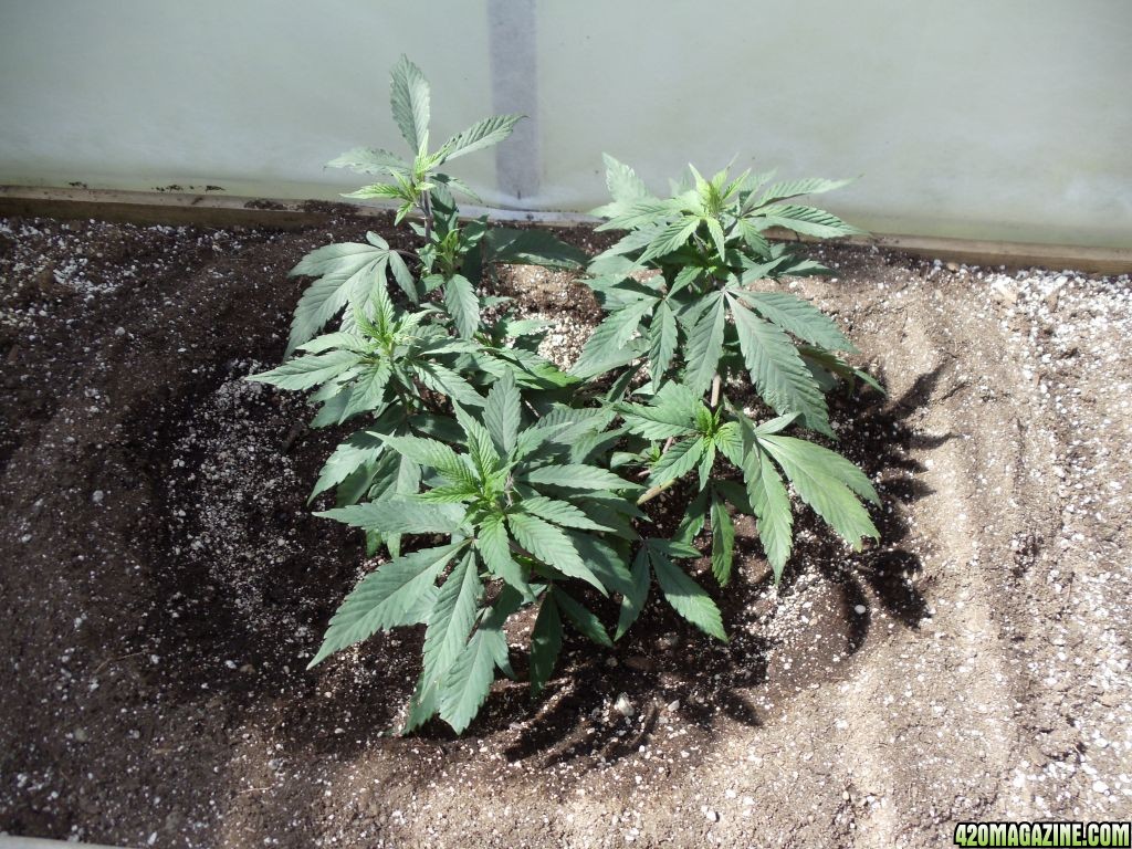 2012 outdoor greenhouse grow