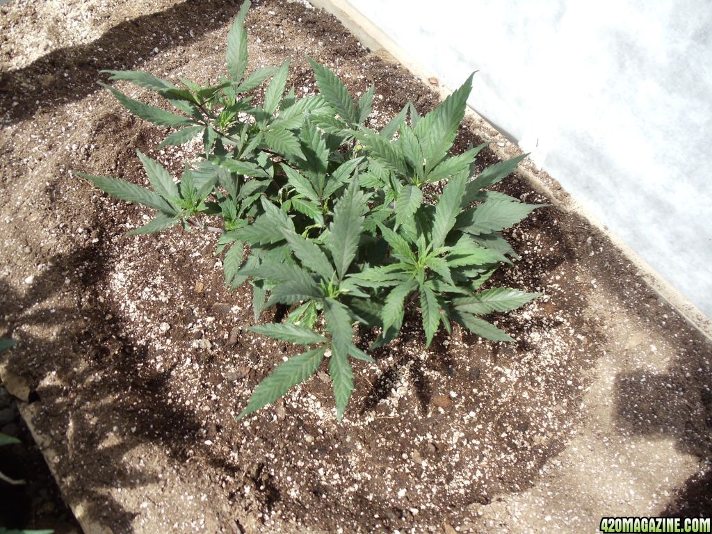 2012 outdoor greenhouse grow