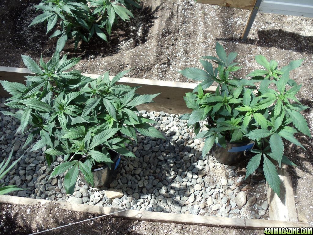 2012 outdoor greenhouse grow