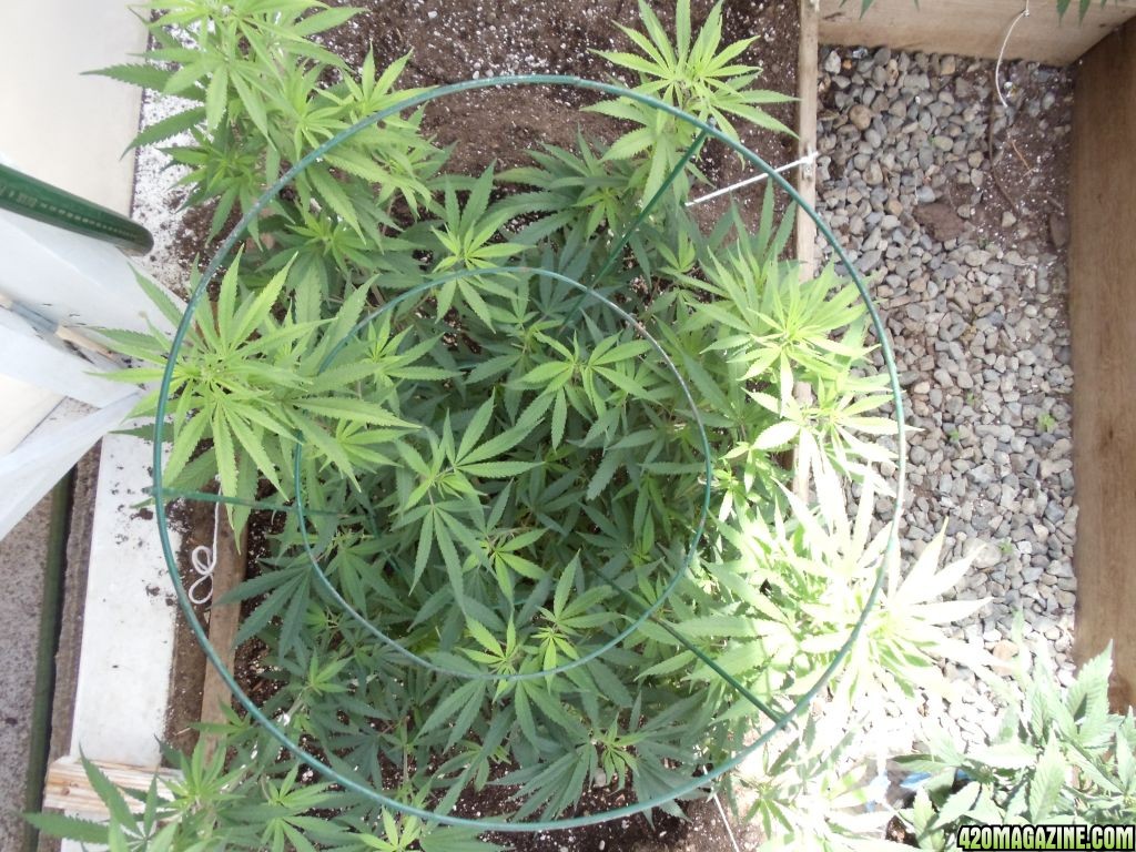 2012 outdoor greenhouse grow