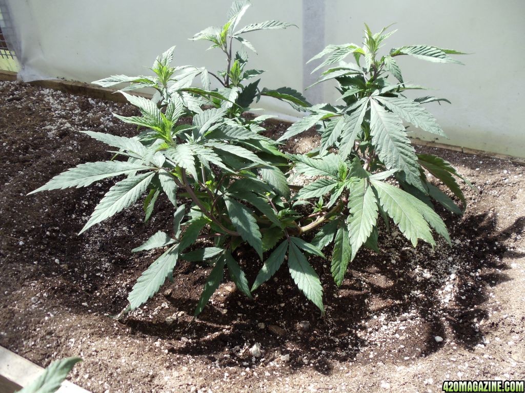 2012 outdoor greenhouse grow