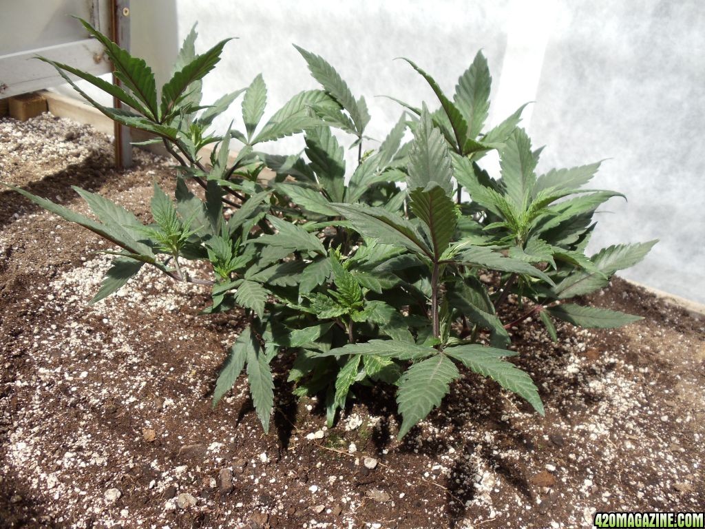 2012 outdoor greenhouse grow