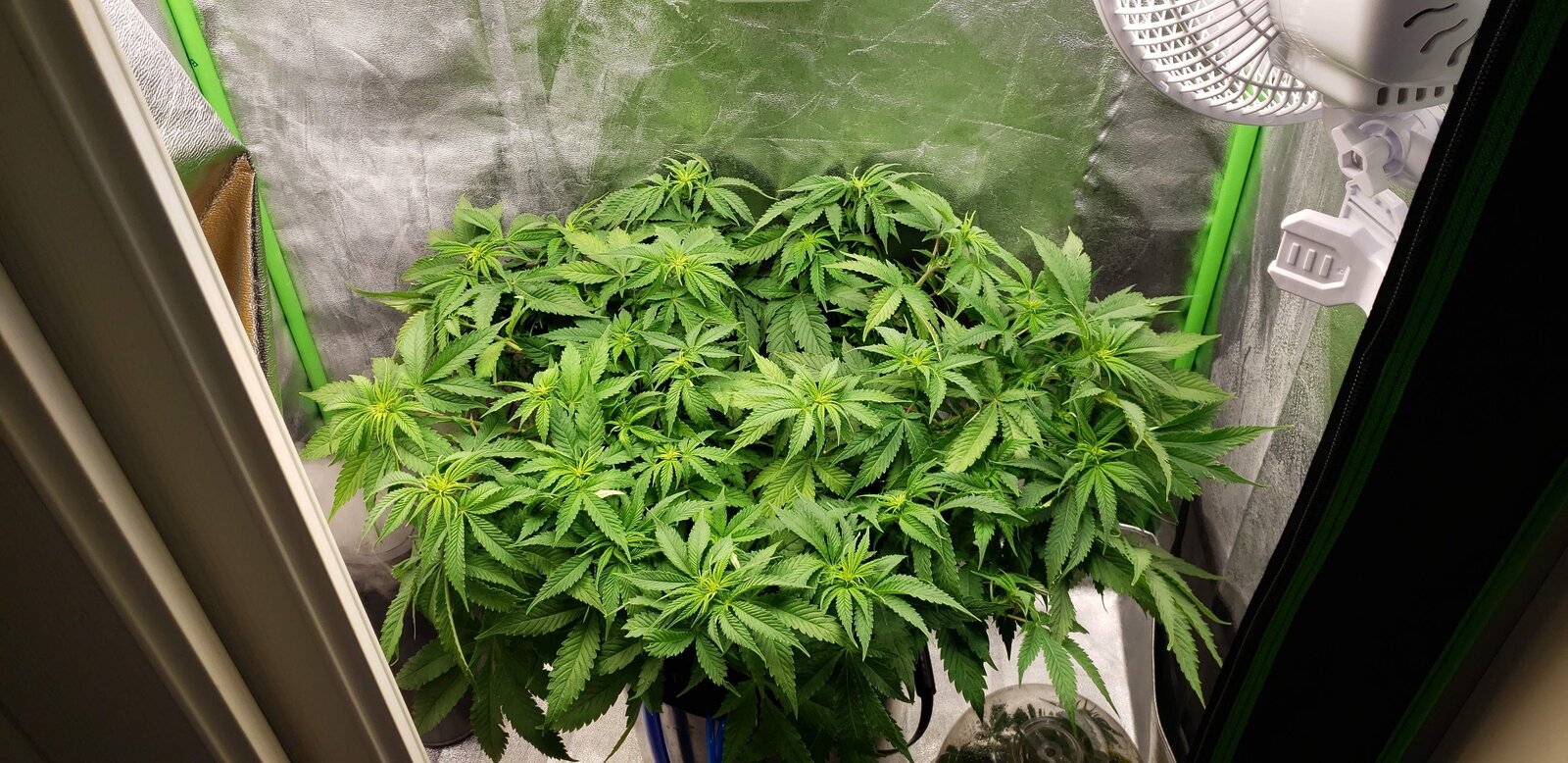 2012111_barney-039-s-farm-pink-kush-grow-journal-by-tripleccannabisbarneys-farmpink-kush.jpg