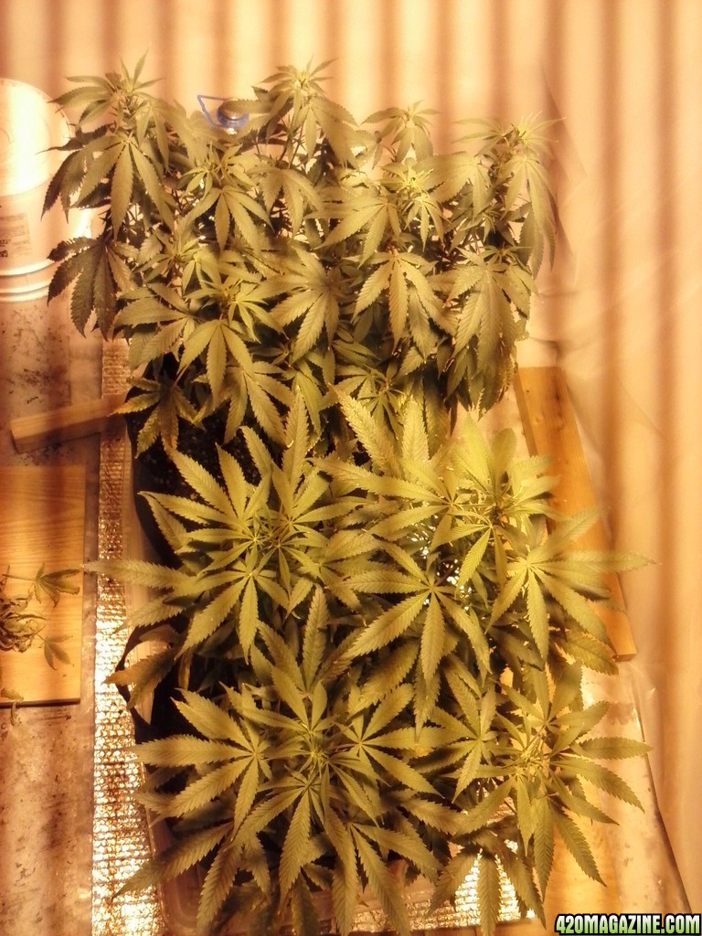 2013 New VGANIC Indoor Grow