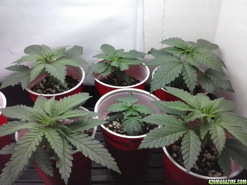 2013 New VGANIC Indoor Grow