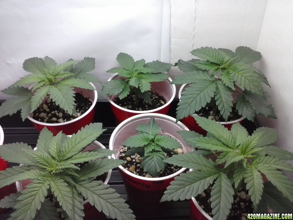 2013 New VGANIC Indoor Grow