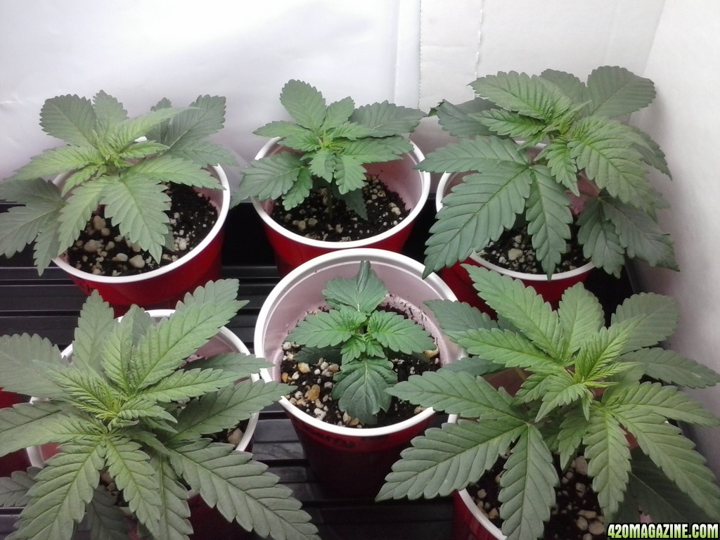 2013 New VGANIC Indoor Grow