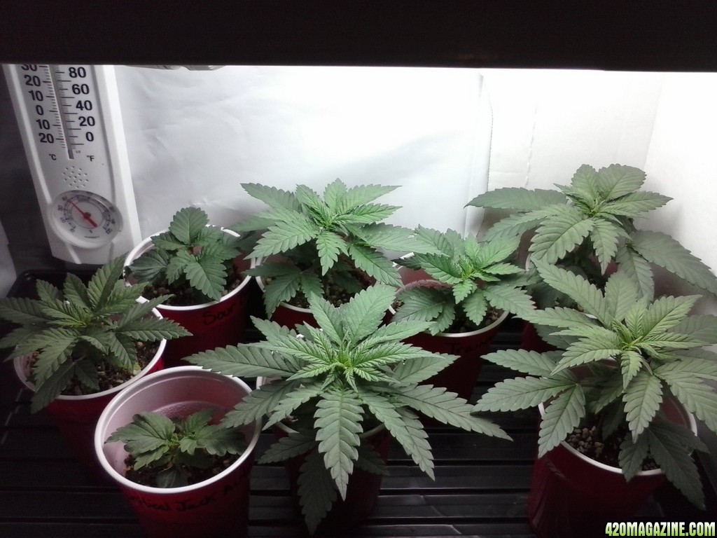 2013 New VGANIC Indoor Grow