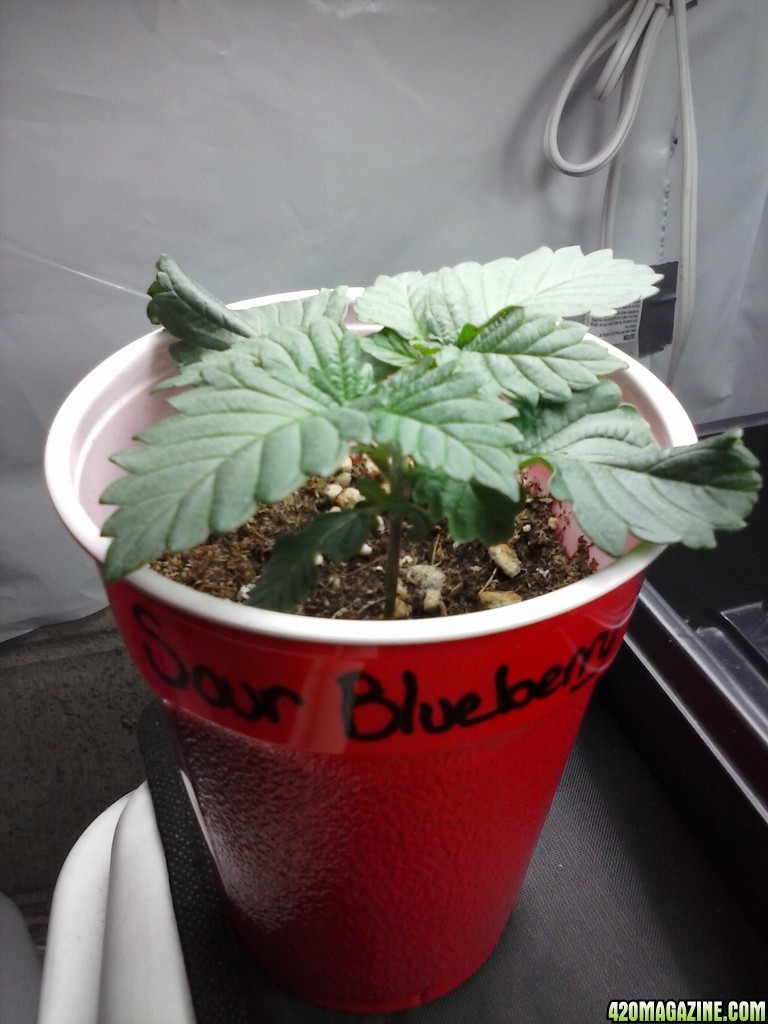 2013 New VGANIC Indoor Grow