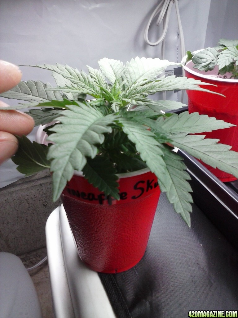 2013 New VGANIC Indoor Grow