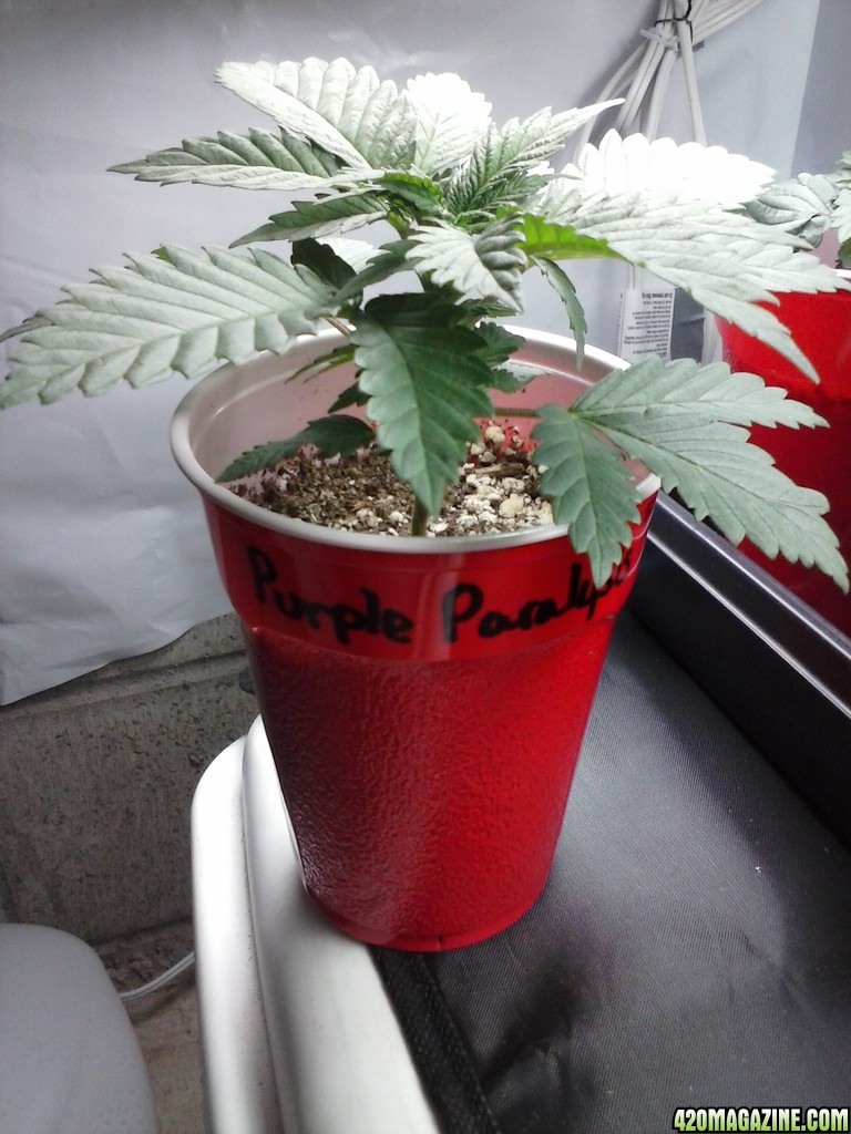 2013 New VGANIC Indoor Grow