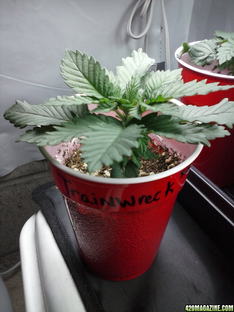 2013 New VGANIC Indoor Grow