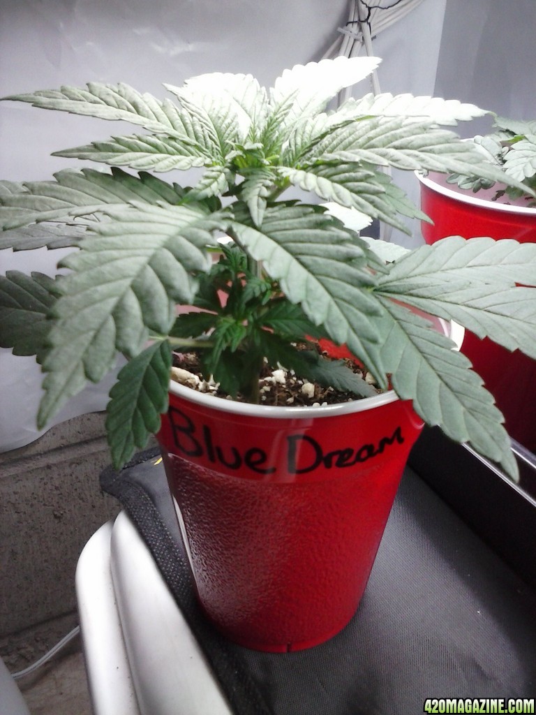 2013 New VGANIC Indoor Grow