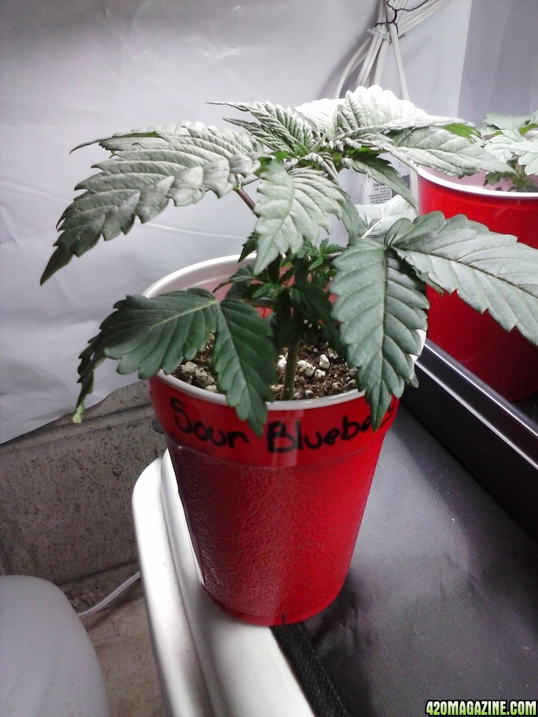 2013 New VGANIC Indoor Grow