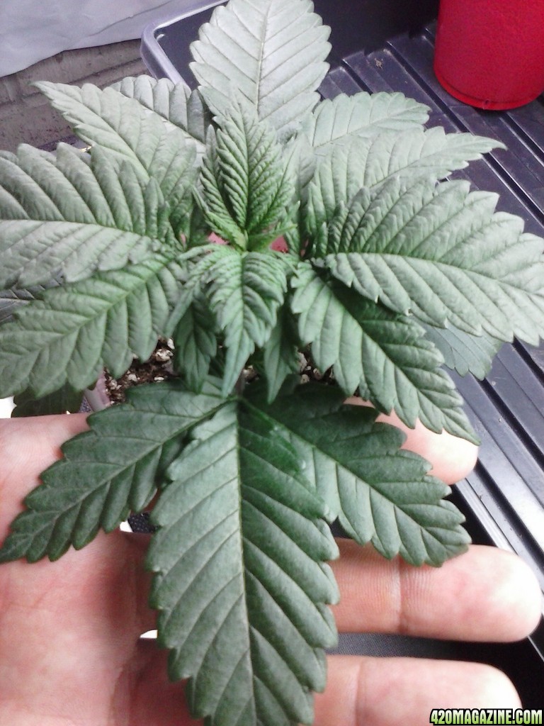 2013 New VGANIC Indoor Grow