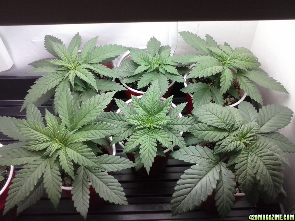 2013 New VGANIC Indoor Grow